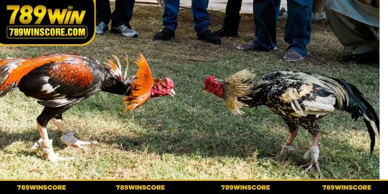 Chiến binh ngoại nhập nổi bật nhờ thể hình to lớn